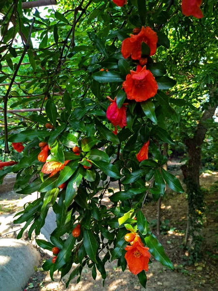 Hermoso Árbol Granada Patio —  Fotos de Stock