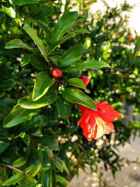 Çiçekli bir narın yumuşak çiçeği.