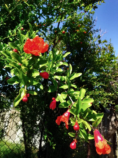 Spindelnät Granatäpple Blomma — Stockfoto