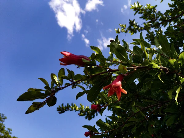 Gökyüzünün arka planında yemyeşil nar