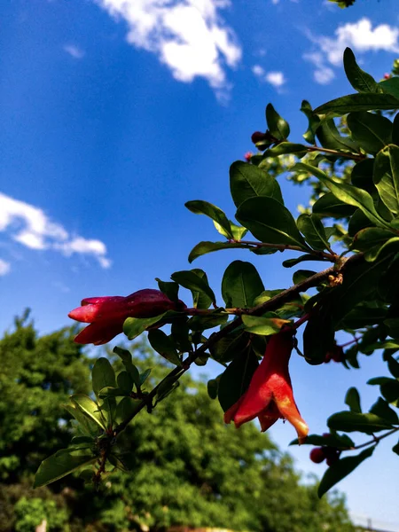 Blommande Granatäpple Gren Mot Bakgrunden Himlen — Stockfoto