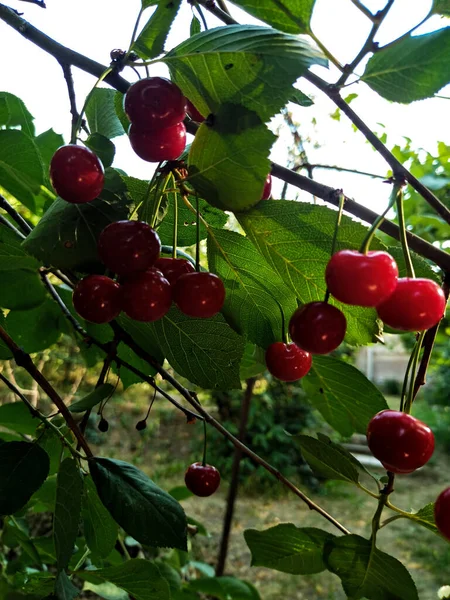 En lezzetli reçel kirazlardan yapılır.