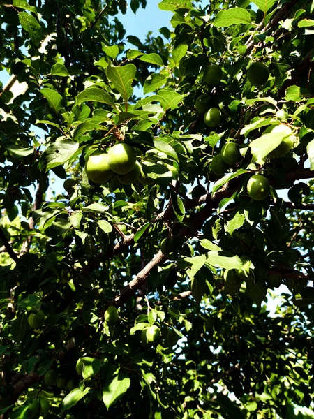 Tkemali 'den lezzetli sos yap.