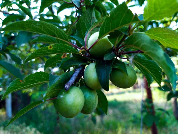 Tkemali sosu kullanışlı ve lezzetli.