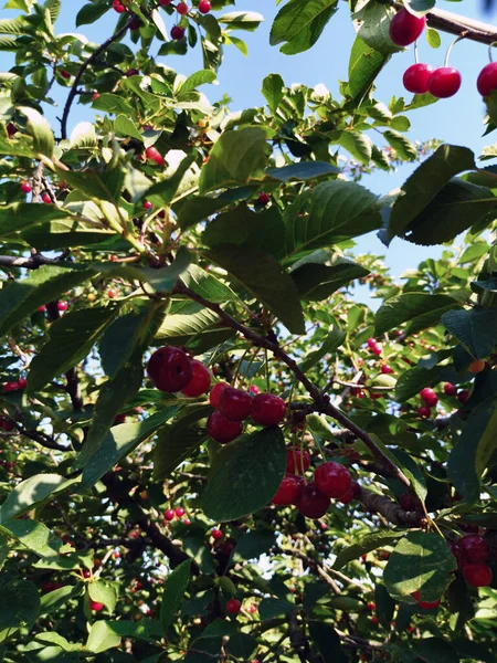 Kiraz suyu hemoglobine çok iyi gelir.