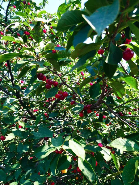 Kirazlar bahçede olgunlaşmaya başladı bile.