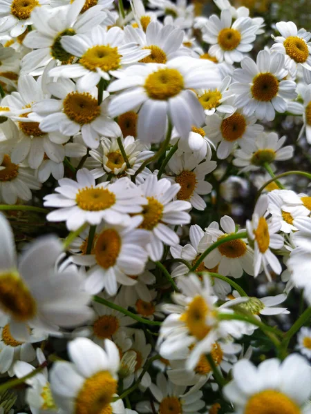 Papatya çayı anlamlı ve neşeli bir çiçektir.