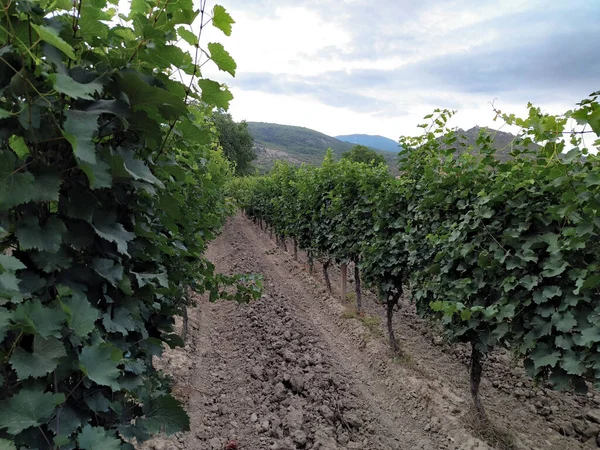 Yakında Gürcistan 'da üzümler olgunlaşacak ve şenlikli hasat başlayacak.