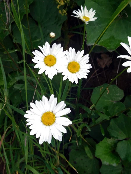 Everyone loves daisies, they are sunny flowers