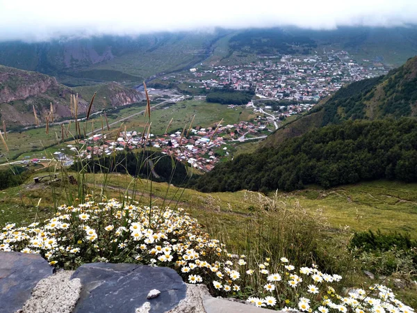 Kazbegi seen from the world of daisies