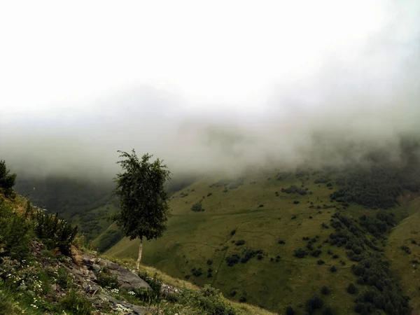small beautiful tree on the road to Gergeti, in the mountains, in the clouds