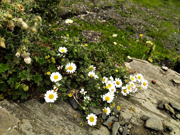 Chamomile meadows are common in the mountains of Georgia, as well as other useful plants...