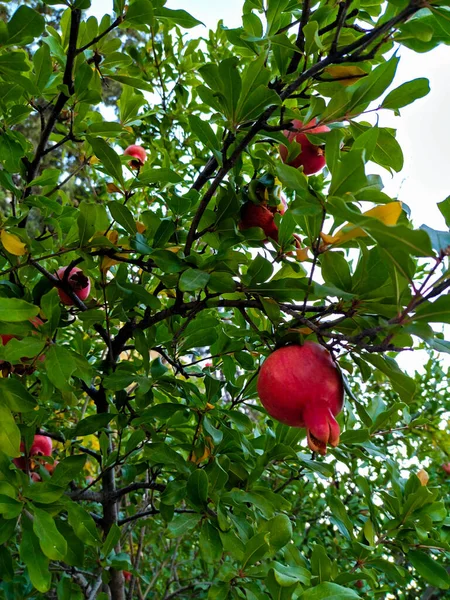 Pomegranate, a symbol of wealth and abundance, is already ripe
