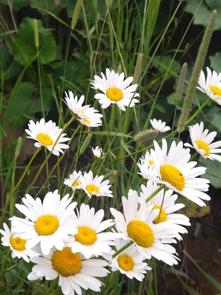 Everyone loves daisies, they are sunny flowers
