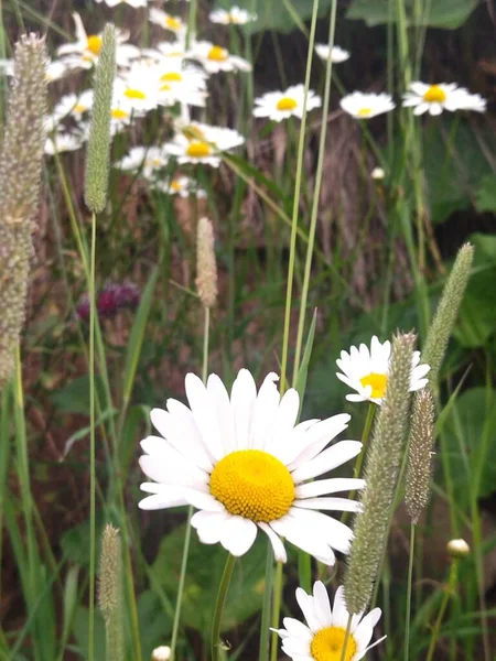 What is the daisy thinking about standing apart