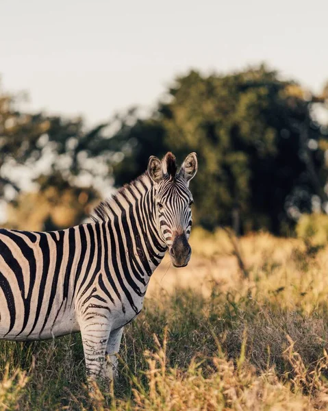 Gevangen Zebra Mara Driehoek Maasai Mara National Reserve Kenia Het — Stockfoto