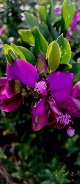 Krásné Květiny Zahradě Polygala Myrtifolia Flor Morada Jardin — Stock fotografie