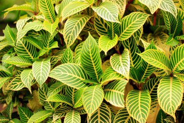 Yeşil yapraklı arka plan. Güzel yaz doğası