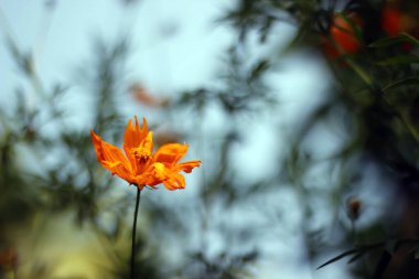 Güzel botanik fotoğrafı, doğal duvar kağıdı.