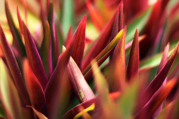 close up of a beautiful tropical plant