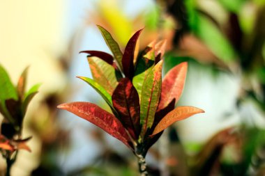 Bahçedeki güzel tropikal çiçekleri kapat, yeşil yapraklı arka plan