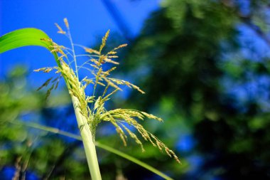 Yeşil pirinç tarlası, bitki örtüsü, doğa.