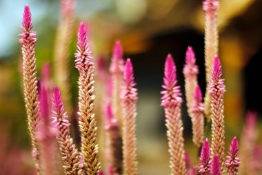 Vahşi baharın güzel çiçekleri