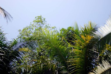 Mavi gökyüzü arkaplanlı palmiye ağacı