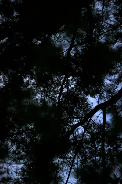 Schöne Aussicht Auf Den Wald — Stockfoto