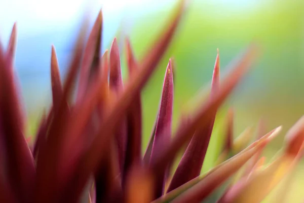 Hermoso Plano Botánico Fondo Pantalla Natural — Foto de Stock