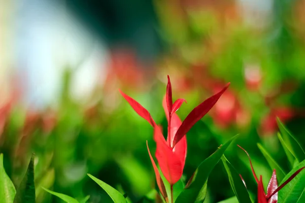 Beautiful Red Lily Garden Summer — Stock Photo, Image