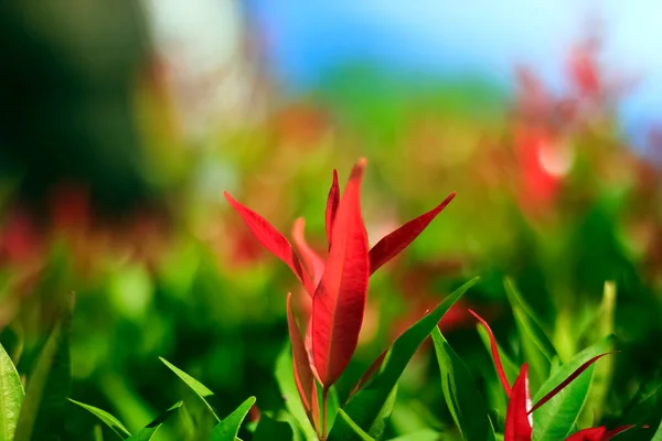 Beautiful Red Tulip Flower Garden — Stock Photo, Image