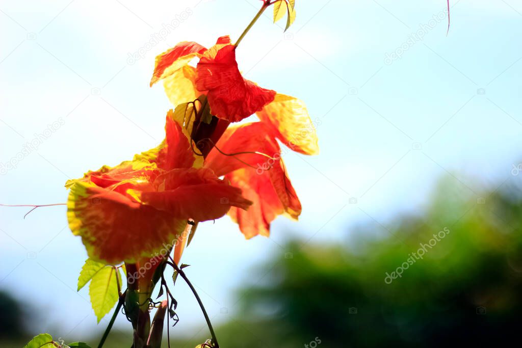 beautiful red and yellow autumn leaves on a tree