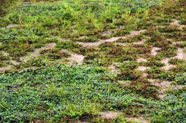 Bahçedeki yeşil çimenler.