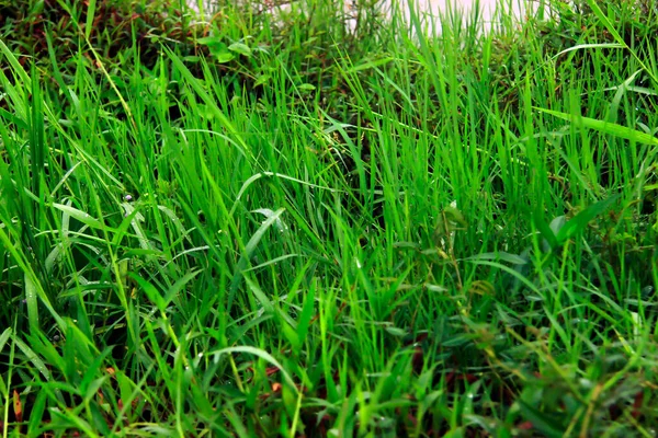 Bahçedeki yeşil çimenler.