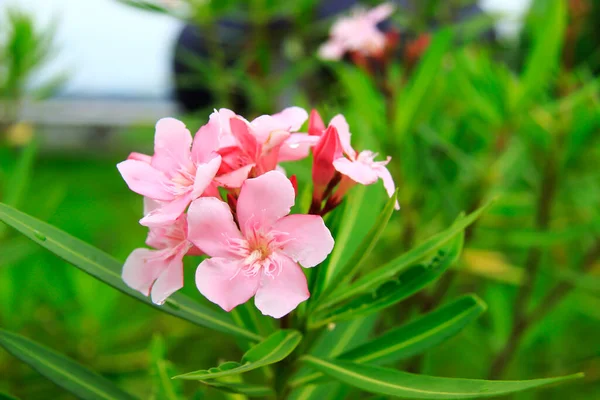 Jepun Flowers Nerium Oleander Bloom Pink Fresh Leaves Green — Stock Photo, Image