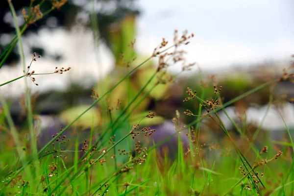 花园里的绿草 — 图库照片