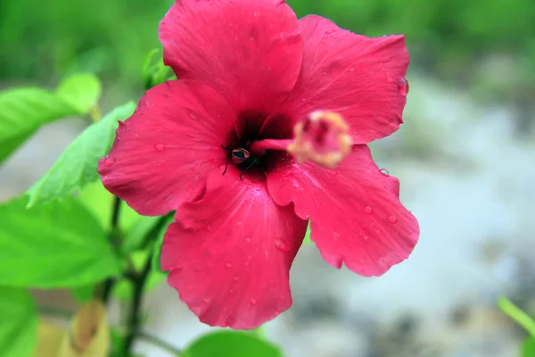 Die Blühende Hibiskusblüte Ist Rot Und Die Insekten Die Gemeinhin — Stockfoto