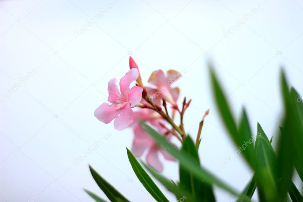 Jepun flowers (Nerium Oleander) in bloom are pink and fresh leaves are green.