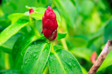 Bebaya Samarinda bahçesinde yeşil yapraklı kırmızı çiçekler.