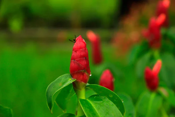 Red Flowers Green Leaves Bebaya Samarinda Garden — Stock Photo, Image