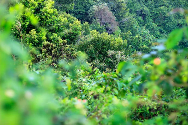 Paisagem Natural Pico Bukit Biru Tenggarong Onde Florestas Verdes Céu — Fotografia de Stock