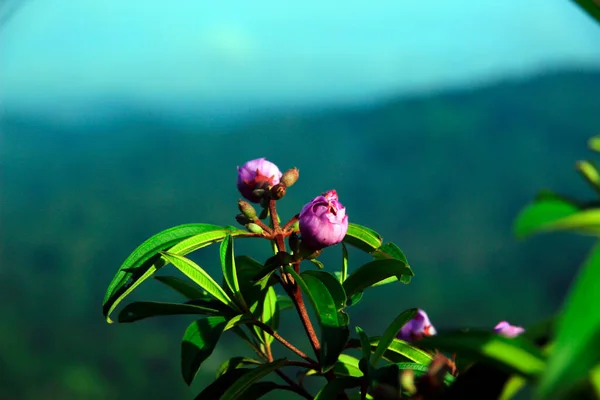 Flowers Top Bukit Biru Tenggarong Background Bright Blue Skies Fog — Stock Photo, Image