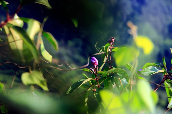 Flores Topo Bukit Biru Tenggarong Contra Fundo Céu Azul Brilhante — Fotografia de Stock