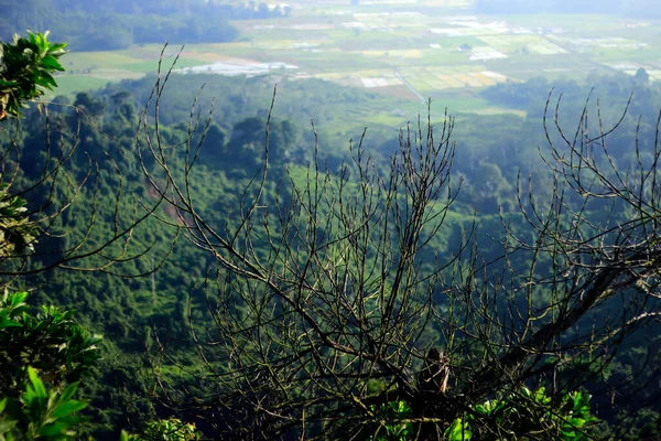 Die Natürliche Landschaft Gipfel Des Bukit Biru Tenggarong Grüne Wälder — Stockfoto