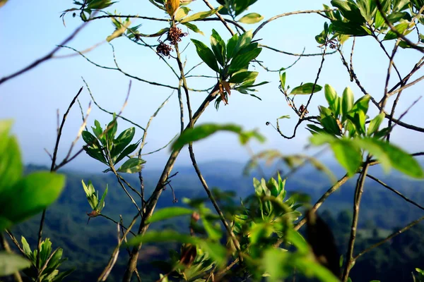 Die Natürliche Landschaft Gipfel Des Bukit Biru Tenggarong Grüne Wälder — Stockfoto