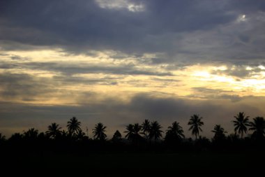 Pirinç tarlalarının ortasında hindistan cevizi ağaçları, dinlenmek için küçük kulübeler ve sabah çiyleri olağanüstü bir izlenim veriyor..