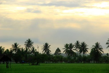 Pirinç tarlalarının ortasında hindistan cevizi ağaçları, dinlenmek için küçük kulübeler ve sabah çiyleri olağanüstü bir izlenim veriyor..