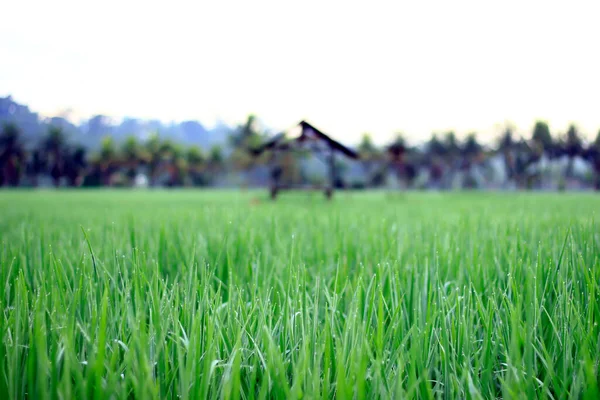 Vasta Extensión Hermosos Campos Arroz Con Cocoteros Medio Los Campos — Foto de Stock