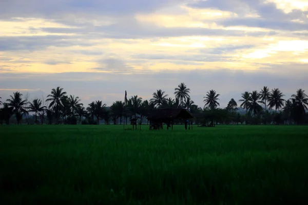 Vast Expanse Beautiful Rice Fields Coconut Trees Middle Rice Fields — ストック写真